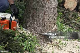 Best Root Management and Removal  in Jonesville, VA