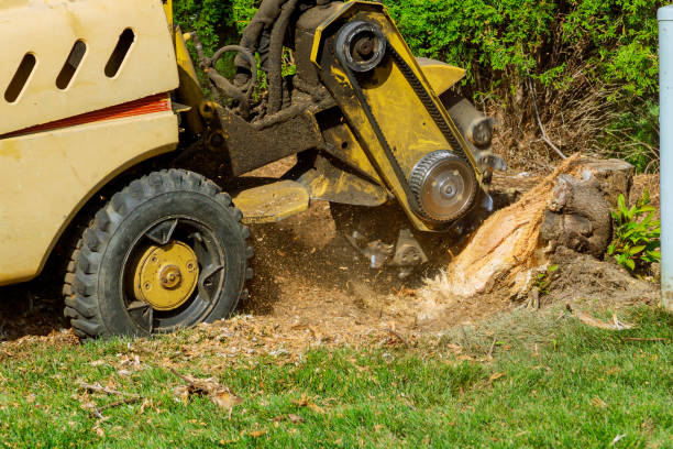 Best Weed Control  in Jonesville, VA